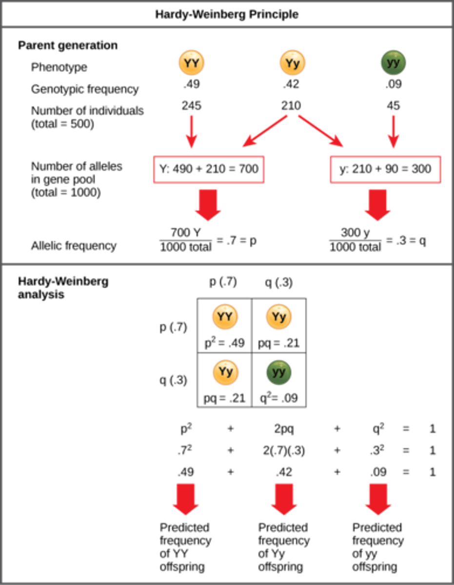 <p>all alleles sum to 100%</p>