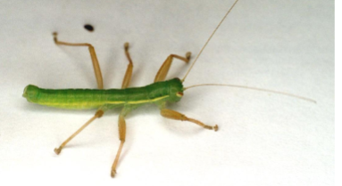 <p>Name the order</p>