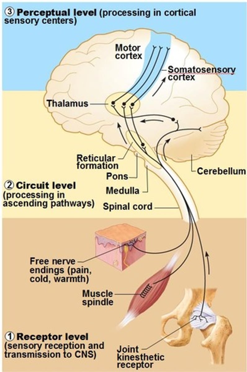 <p>________ may facilitate or inhibit the micturition reflex in spinal arc</p>