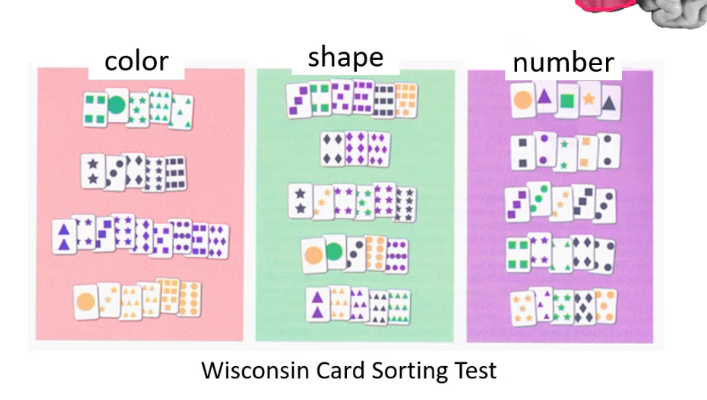 <p>a person with lesion in _____ _____ cortex will be unable to complete Wisconsin cord sorting test and will exhibit perseverance where they are unable to switch focus or tasks , ____ which is repetition of sounds or words and ____ which is repetition of actions or movements </p>