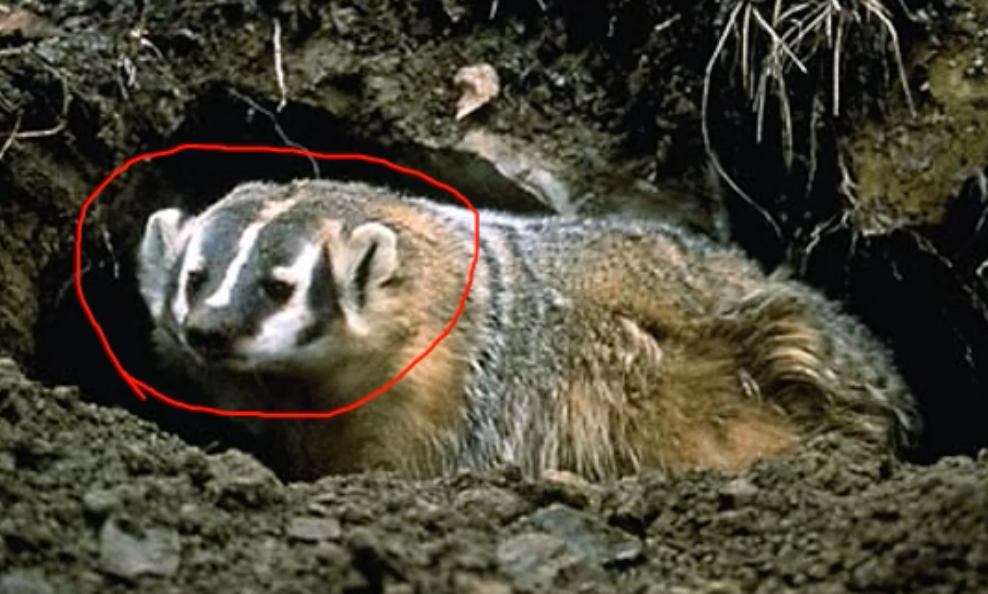 American badger

