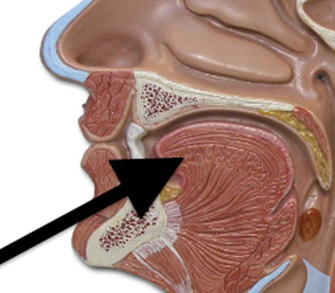 <p>-mechanical (physical) digestion<br>-Contains taste buds<br>-Mixes food into a <b>bolus</b></p>