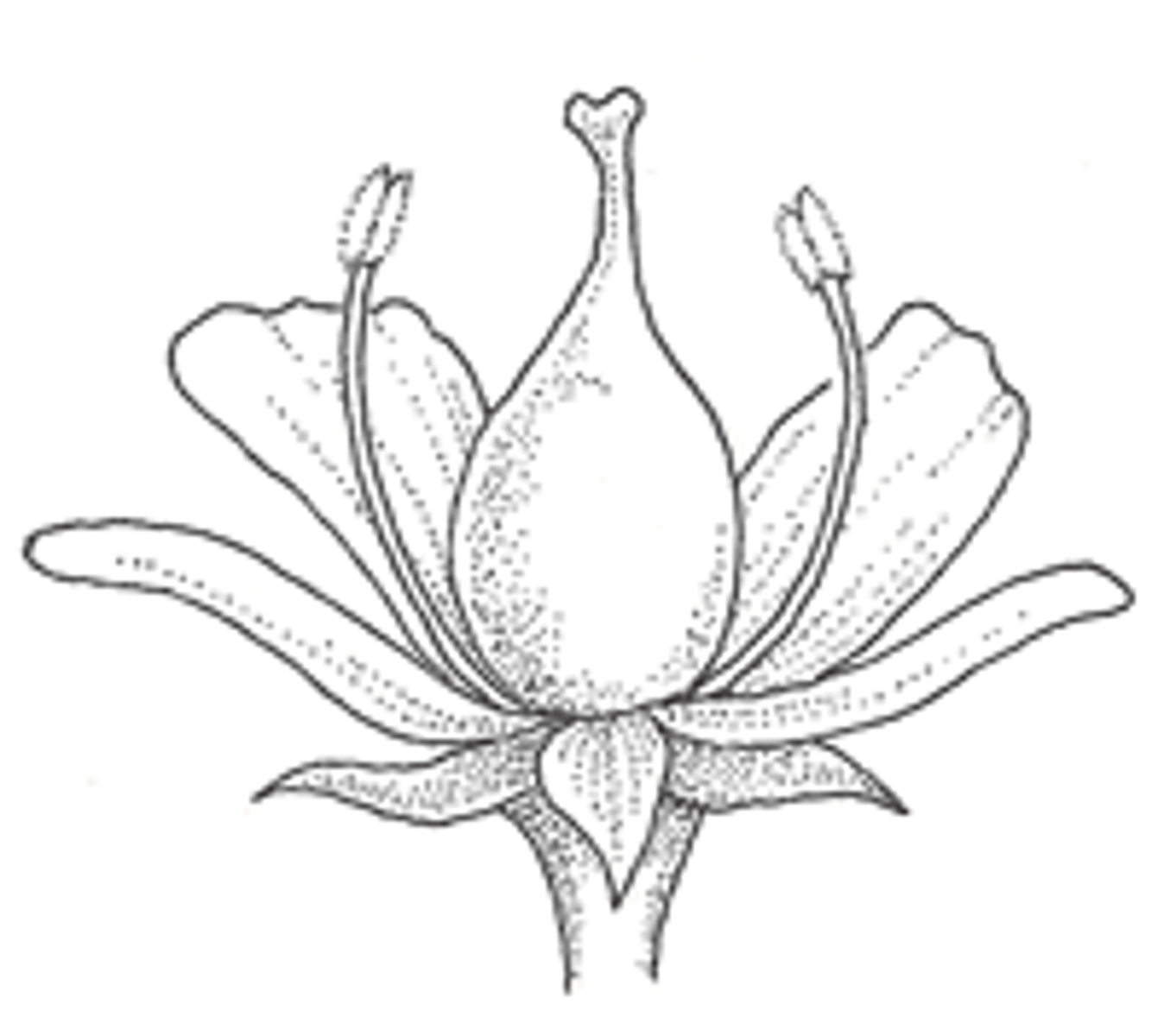 <p>what is it called when floral parts are fused/inserted below the ovary?</p>