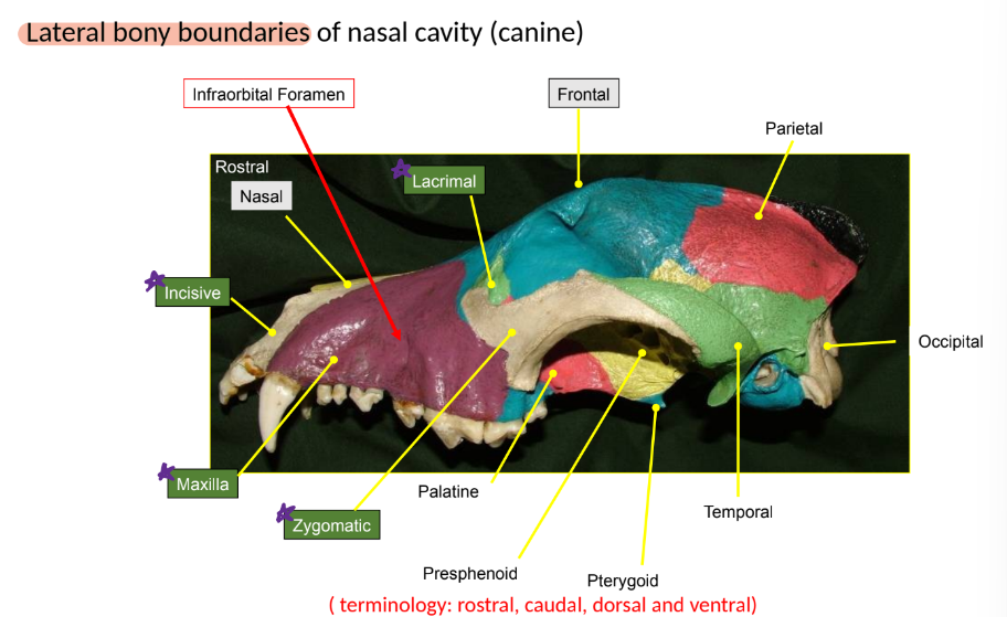 <ul><li><p>lacrimal</p></li><li><p>incisive</p></li><li><p>maxilla</p></li><li><p>zygomatic</p></li></ul><p></p>