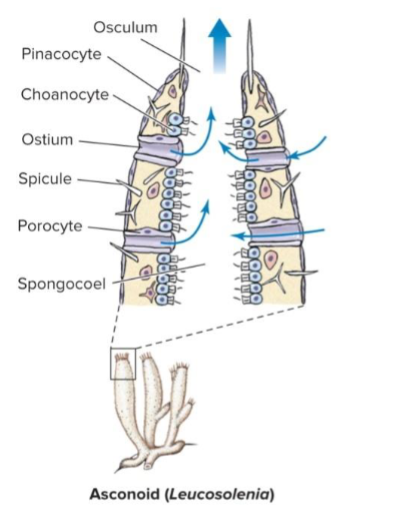 <p>porifera body plan, where choanocytes line the inside of the spongocoel </p><p>water enters through the ostium, which are liend with proocytes </p><p>only occurs in class Calcarea</p>
