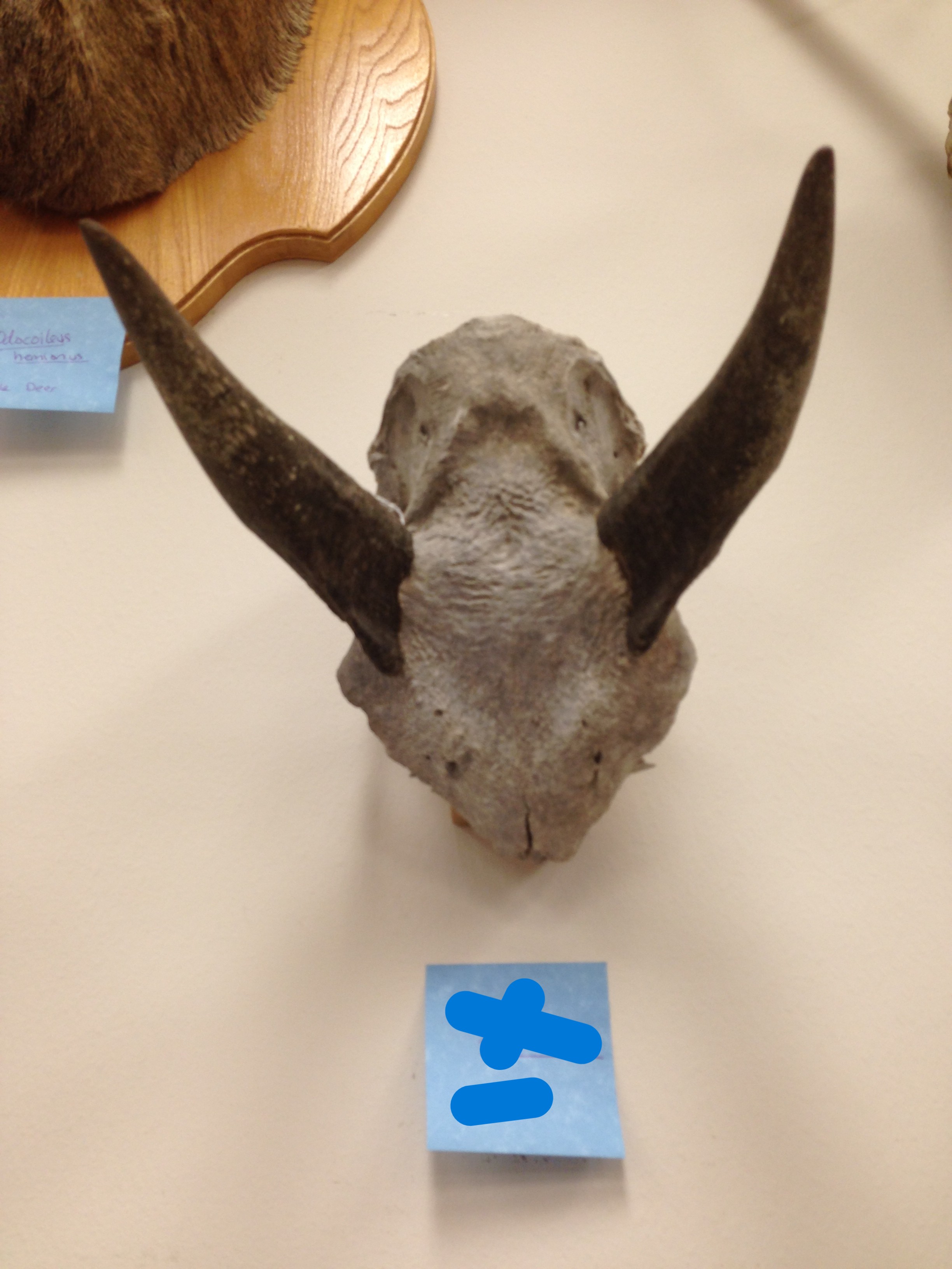 <p>Bosephalus tragocamelus </p>
