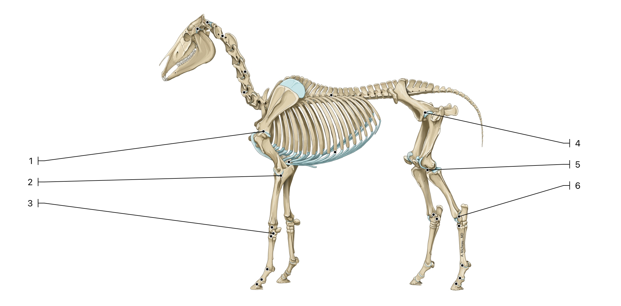 <p>What are the scientific names for the joints labeled 1-6?</p>