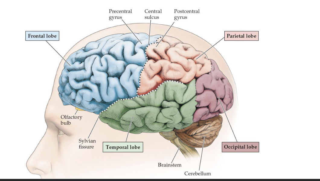 <p>This is the longest sulcus in the brain and is separates the primary motor cortex in the frontal lobe and the primary somatosensory cortex in the parietal lobe</p>