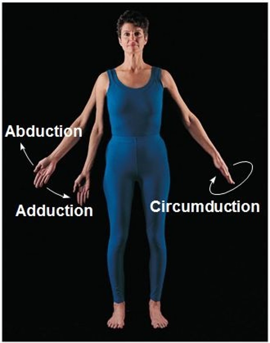 <p>Combination of flexion, extension, abduction, and adduction; common in ball-and-socket joints.</p>