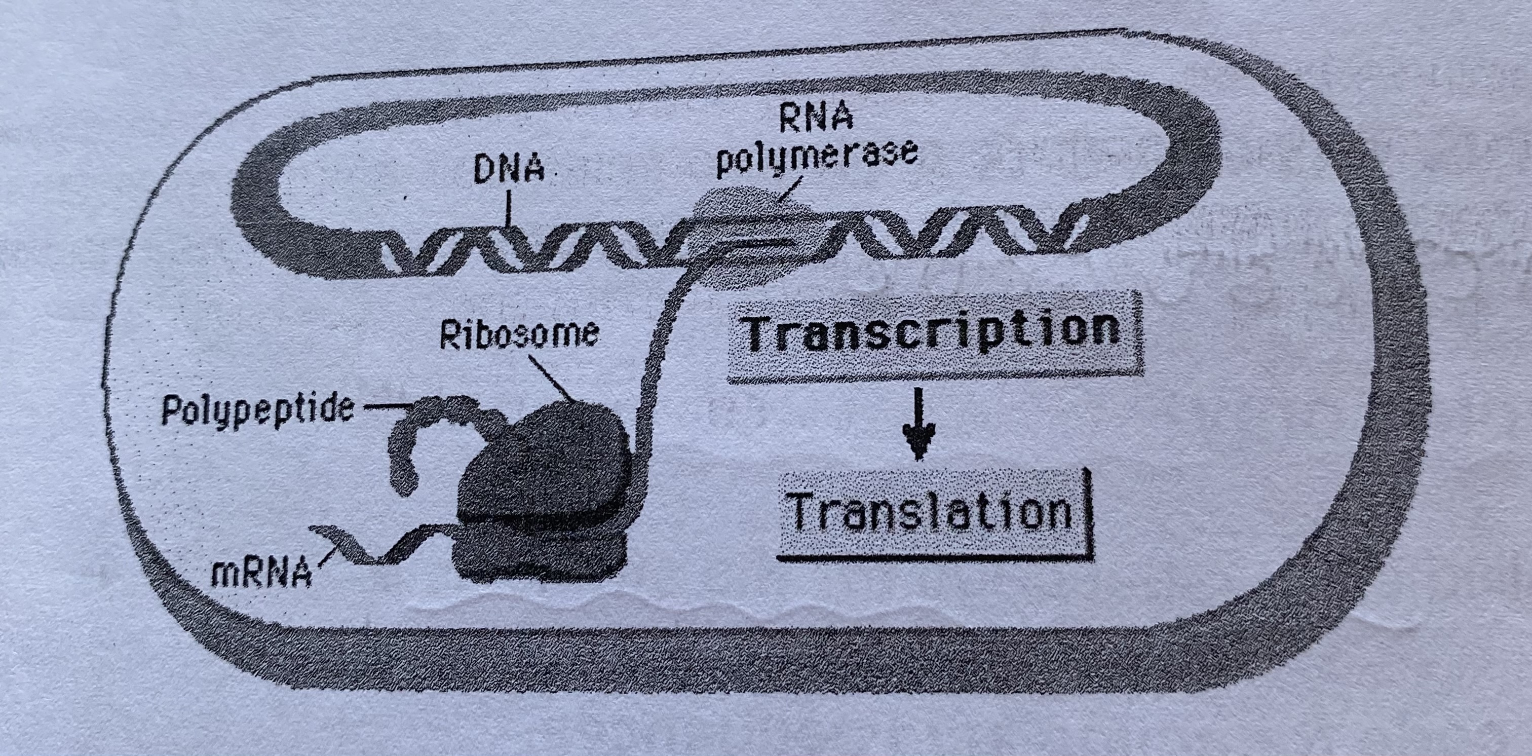 <ul><li><p>transcription—&gt; translation</p></li><li><p>do not contain non-coding sections, therefore do <strong>not </strong>produce pre-mRNA that requires splicing</p></li></ul><p></p>