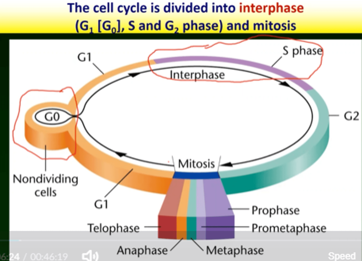 <p>The non-dividing phase of the cell cycle is called G0 phase.</p>