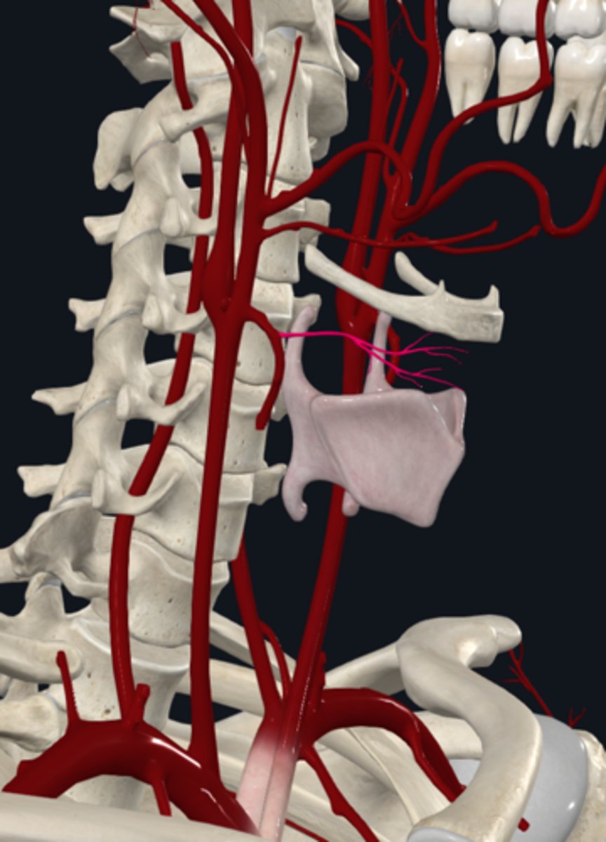 <p>What is the branch of the superior thyroid artery (anterior) of the external carotid artery?</p>