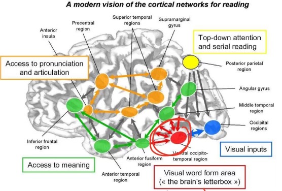 <p>processes the word as a whole </p>