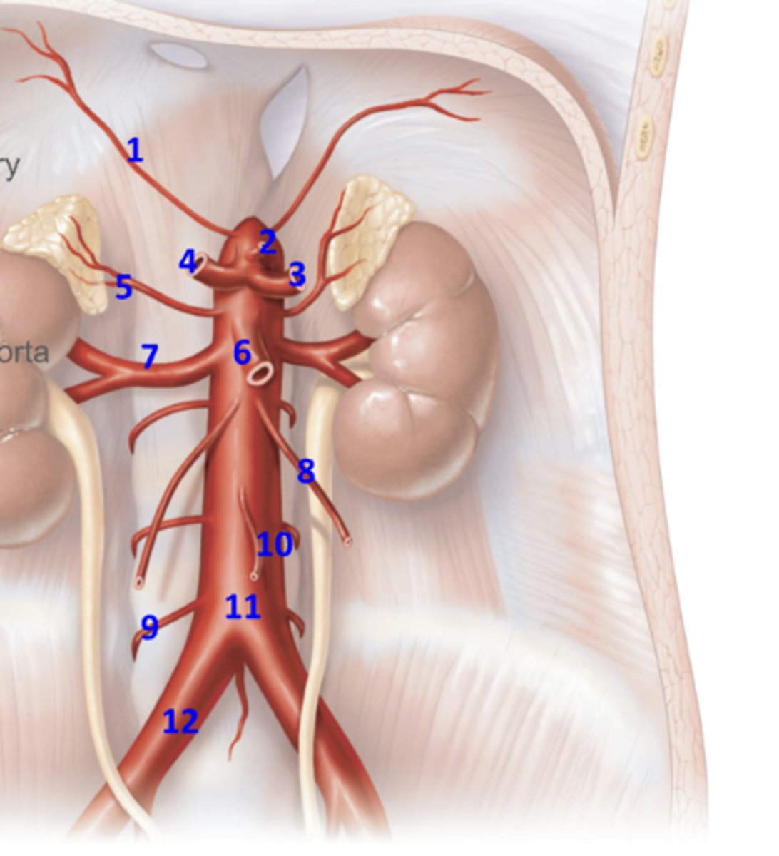 <p>What artery is 11?</p>
