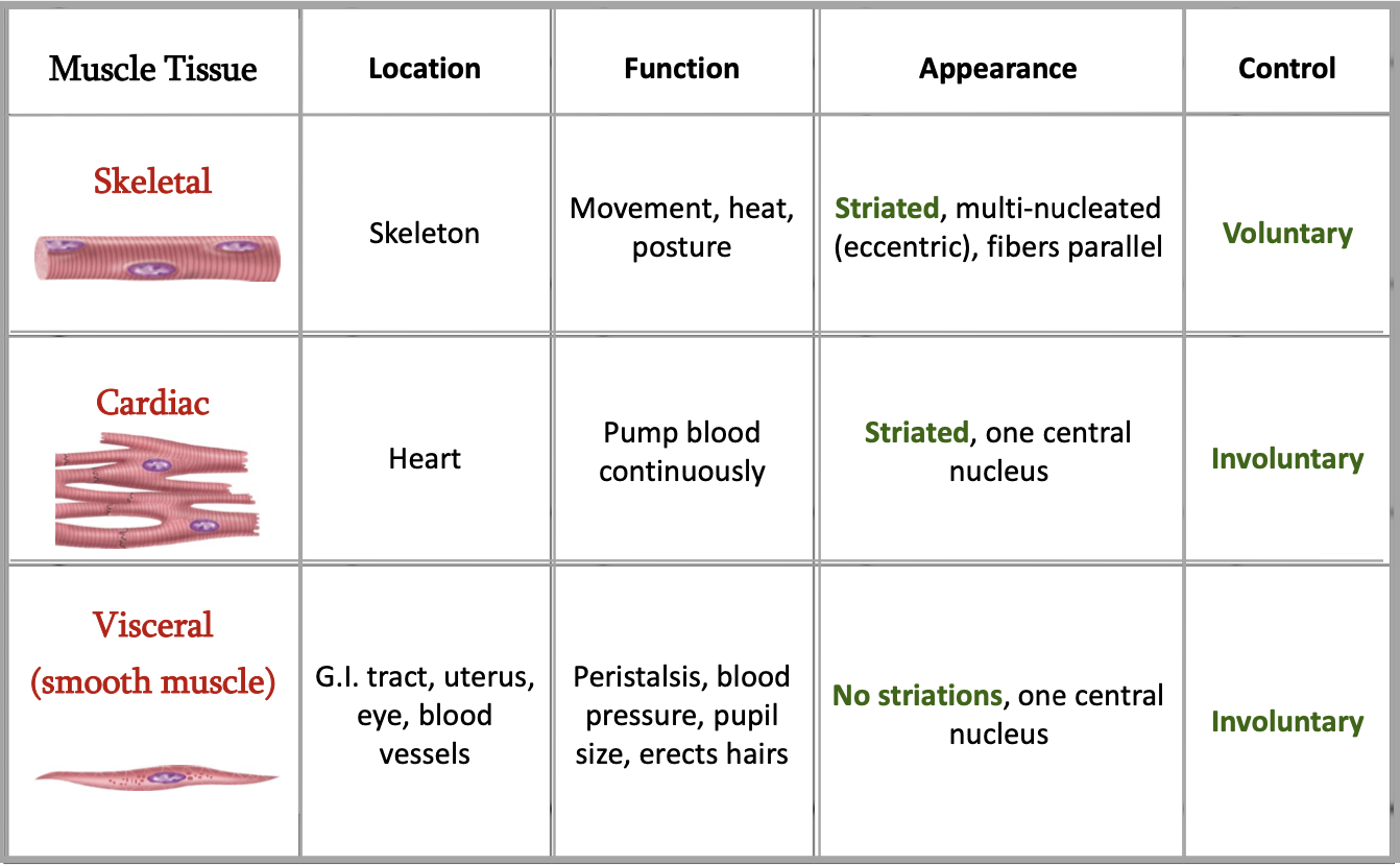 <p>What are the three types of muscle?</p>