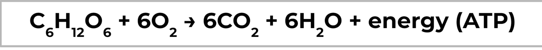 <p>glucose+oxygen&gt;carbon dioxide+water+energy(ATP)</p>