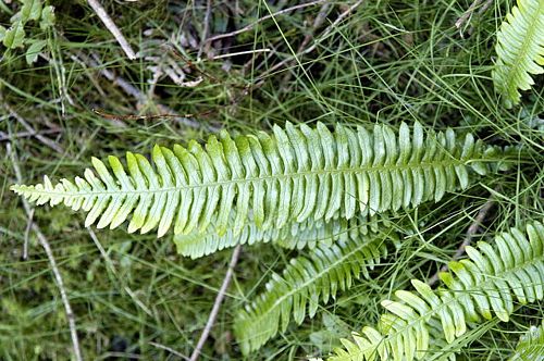 <p>Struthiopteris spicant (deer fern)</p>