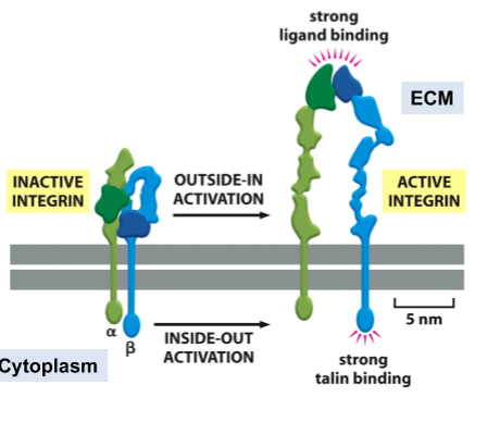 <p>actin-associated protein binding activates integrin and extracellular events </p>