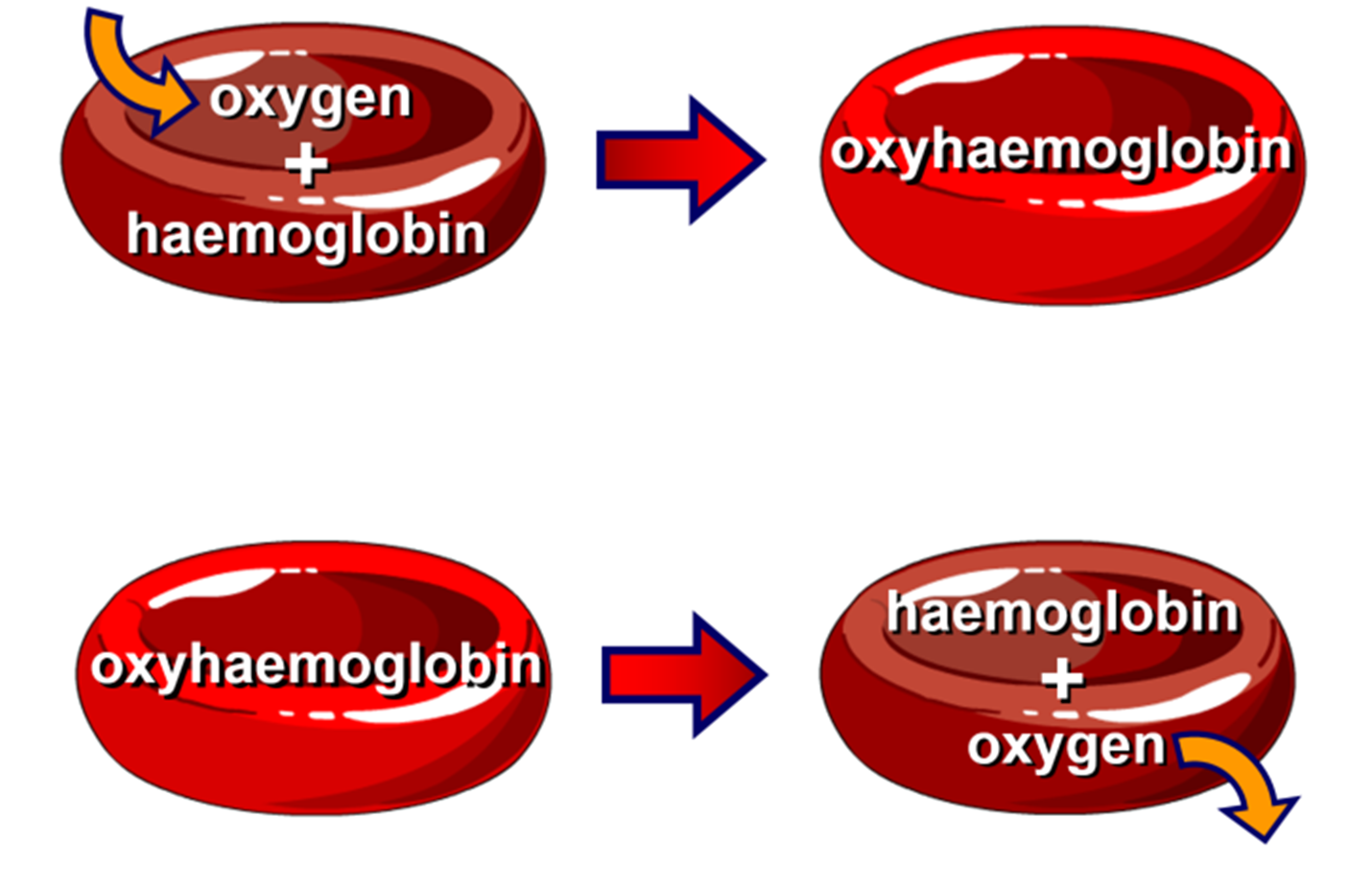 <p><strong><span>Oxygen</span> </strong>combines with <strong><span>haemoglobin</span> </strong>to form <strong><span>oxyhaemoglobin</span></strong>. The red blood cells are then transported around the body through arteries to different tissues in the body. When the red blood cells reach the respiring tissues the haemoglobin and oxygen split, the oxygen then diffuses into the respiring tissues for aerobic respiration to happen.</p>