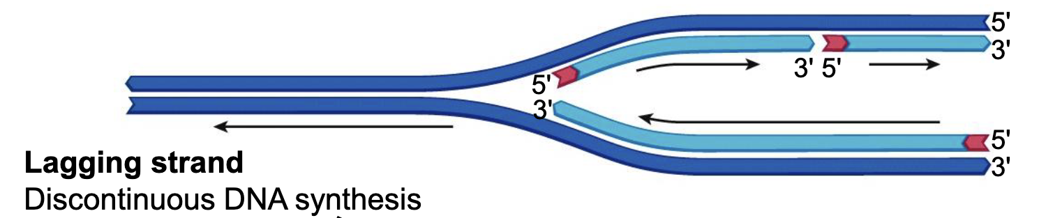 <p>DNA is synthesized in the direction of helicase (direction that fork opens), which causes a discontinuous DNA synthesis on a strand. </p>
