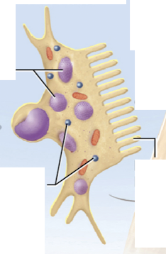 <p>Name this cell type.</p>