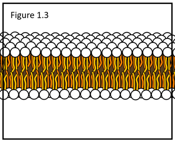 <p>The cell membrane is a lipid bilayer like the one shown below (Figure 1.3) and is primarily composed of which type of molecule?</p><p></p>