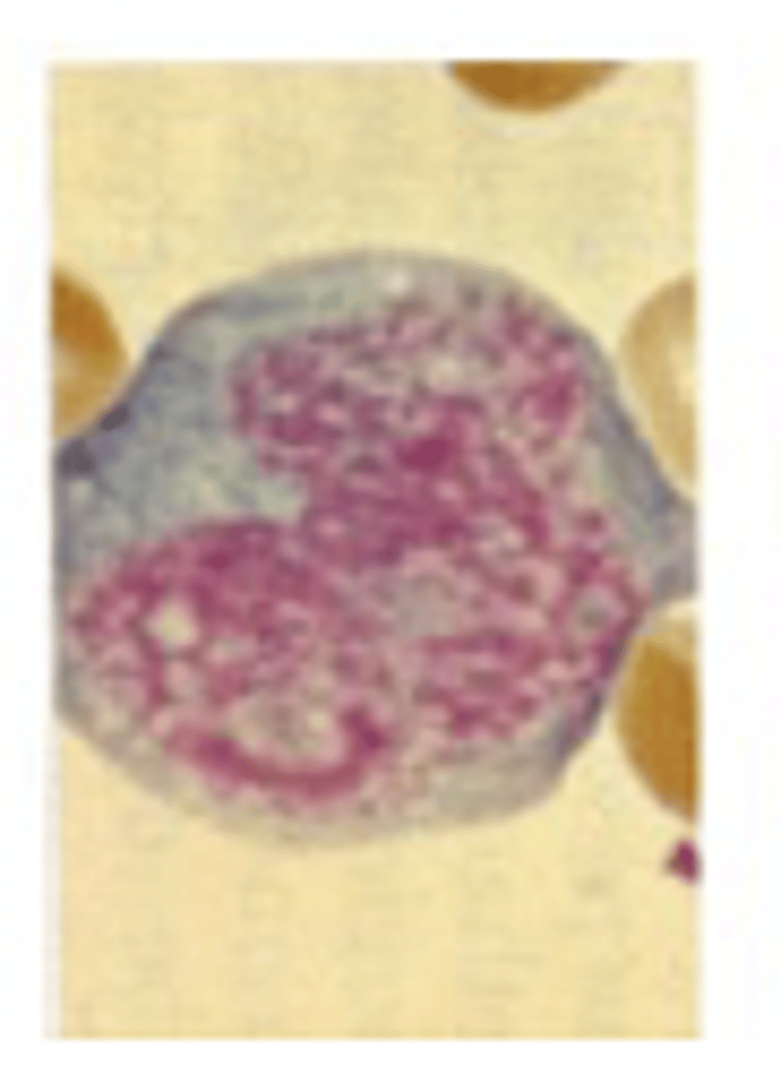 <p>What stage of erythropoiesis is observed?</p>