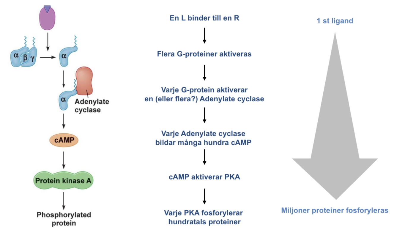 <p>När en ligand binder till sin receptor kan ett väldigt starkt svar genereras. Aktiviteten hos olika proteiner ökar vilket gör att en ligand kan ge upphov till fosforylering av miljoner proteiner. Exempelvis GPCR som aktiverar AC → cAMP → PKA.  </p>