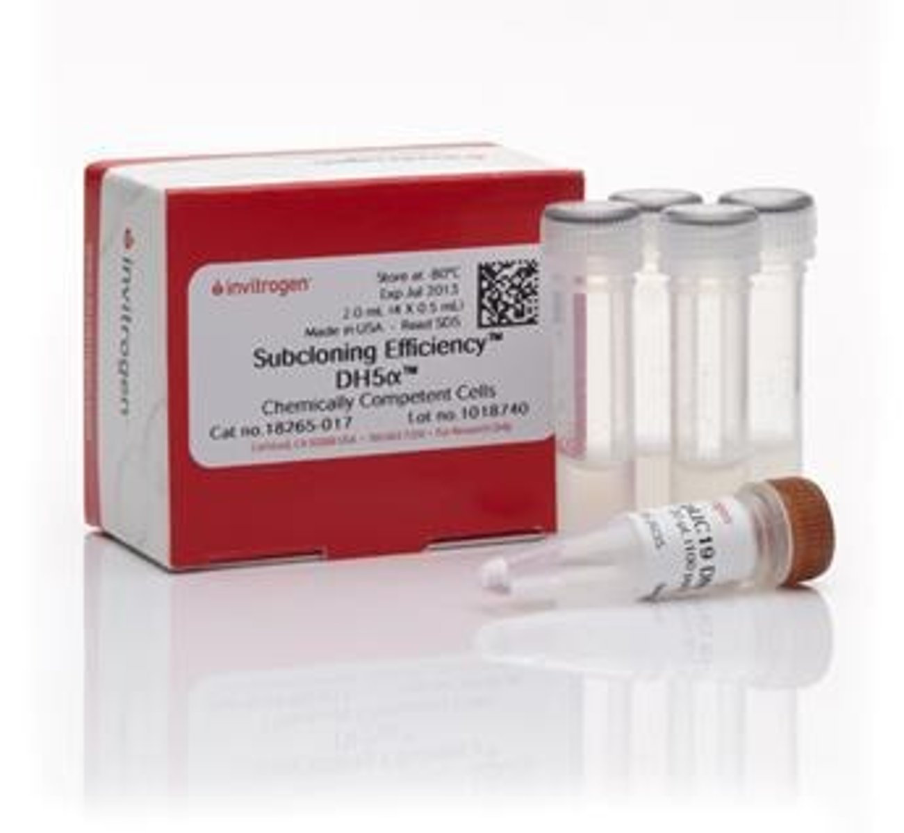 <p>Bacterial cells optimized for DNA uptake.</p>