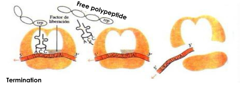 <p>-A site enters stop codon of mRNA which is not recognised by any tRNA</p><p>-no amino acid for new peptide bond </p><p>-polypeptide chain released from ribosome </p><p>-both ribosomal subunits separate </p>