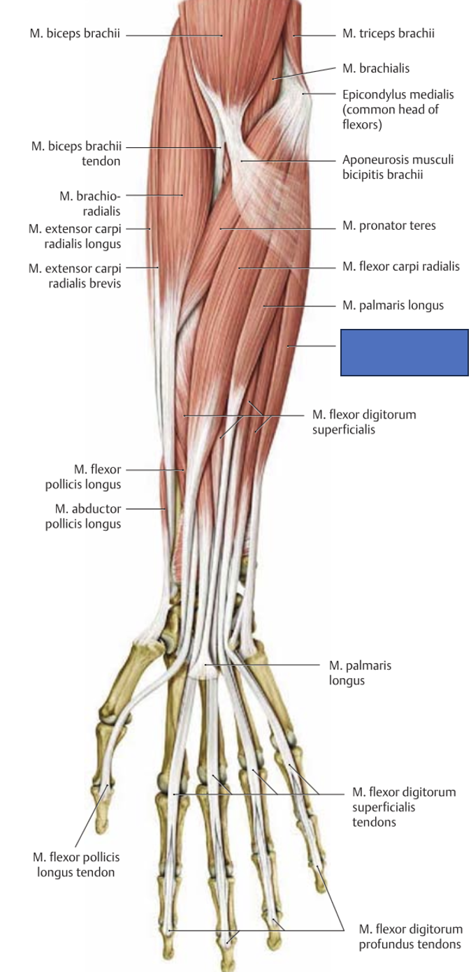 <p>m. flexor carpi ulnaris → painutab ja adutseerib rannet</p>