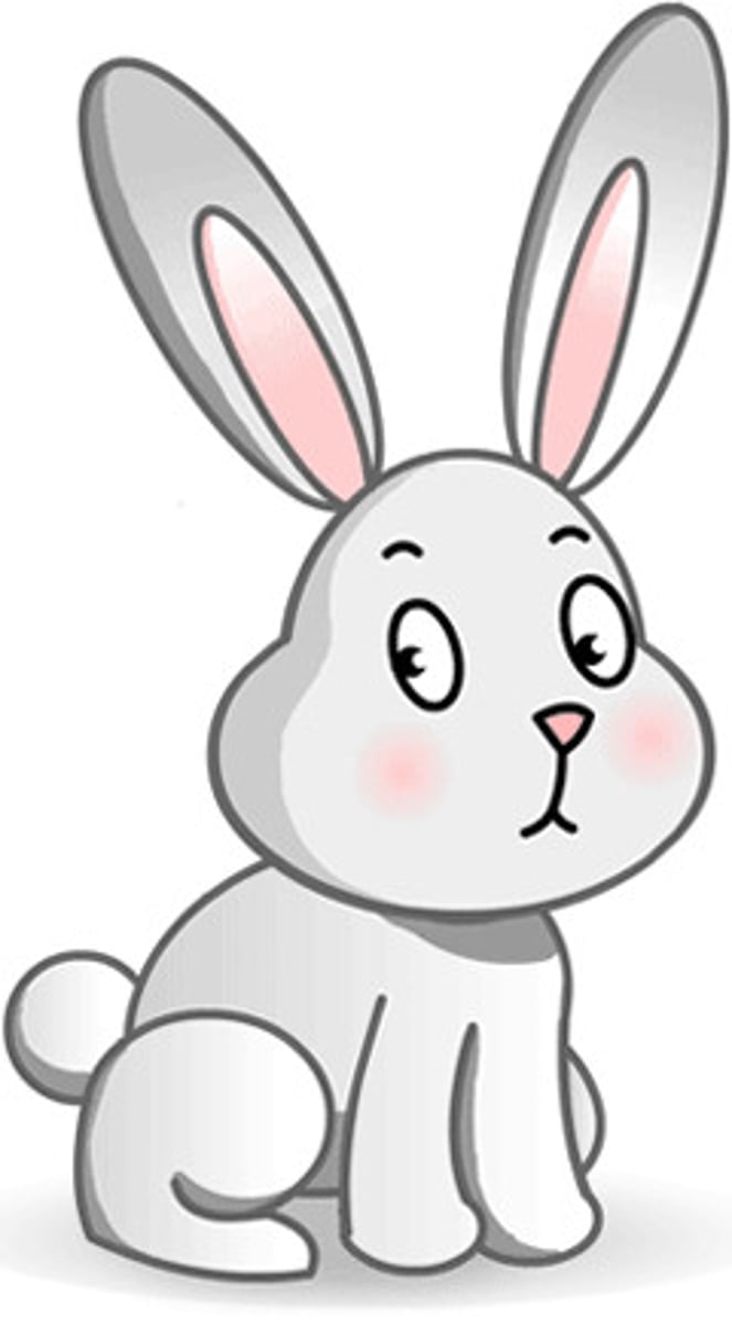 <p>rabbit</p>