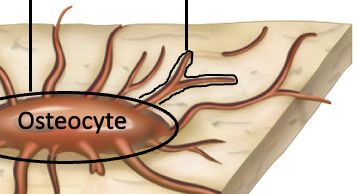 <p>Cellular processes extend from the osteocyte cell body through thin, small spaces called____ allowing cells to communicate with each other through gap junctions </p>