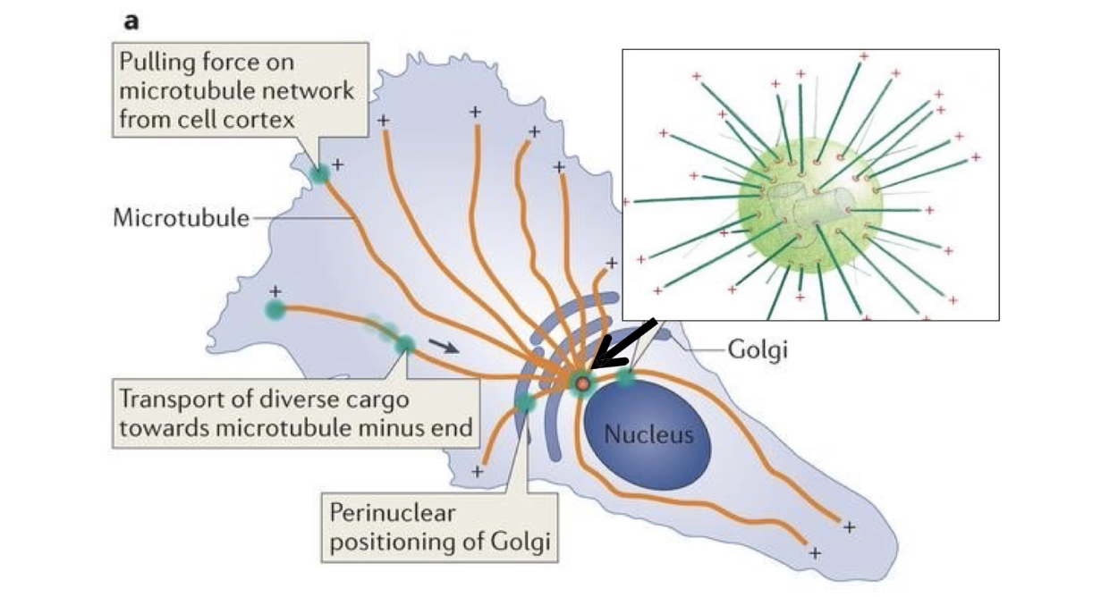 <ul><li><p>MTOC = <strong>Microtubule Organizing Center</strong></p></li><li><p>In animal cells → called <strong>centrosome</strong>, located near the nucleus</p></li><li><p>Contains:</p><ul><li><p><strong>Two centrioles</strong></p></li><li><p><strong>Pericentriolar material (PCM)</strong> with <strong>γ-TuRC complexes</strong></p></li></ul></li><li><p><strong>γ-TuRC</strong> nucleates <strong>minus-ends</strong></p></li><li><p><strong>Plus-ends</strong> grow outward toward <strong>cell periphery</strong></p></li></ul><p></p>
