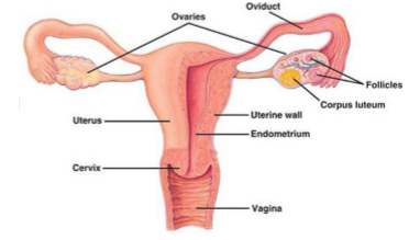 <p>on either side of the uterus, close to the open ends of the fallopian tubes in the pelvis</p>