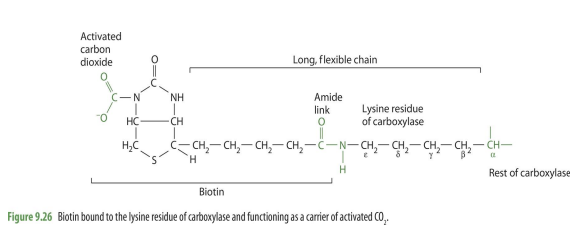 <p><span><em>Byoticyn attaches to carboxylase enzyme through the lysine chain</em></span></p>