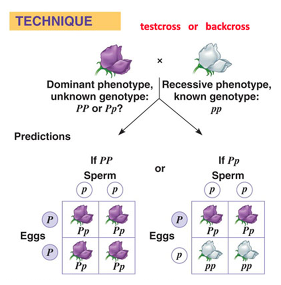 <p><span>A cross between an F<sub>2</sub> genotype and either of the parental genotypes</span></p>
