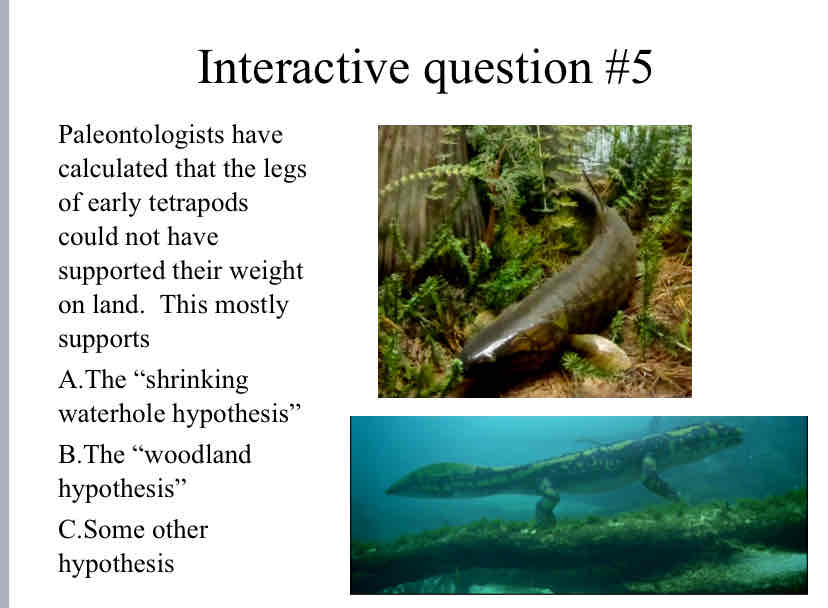 <p>Practice Question (Tetrapods) - Paleontologists have calculated that the legs of early tetrapods could not have supported their weight on land. &nbsp;This mostly supports</p>