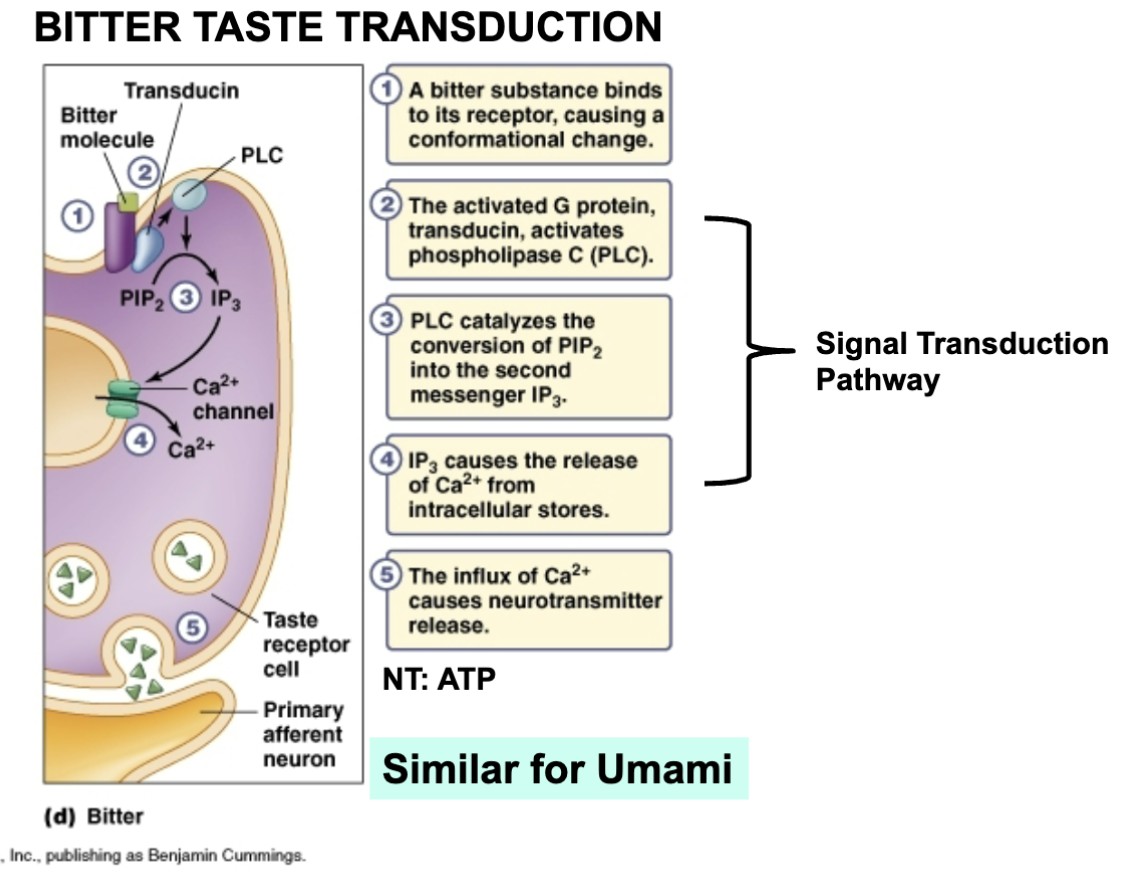 <ul><li><p>Umami: meaty, brothy, savory assoc. w/ MSG – same mechanisms as sweet</p></li></ul><p></p>