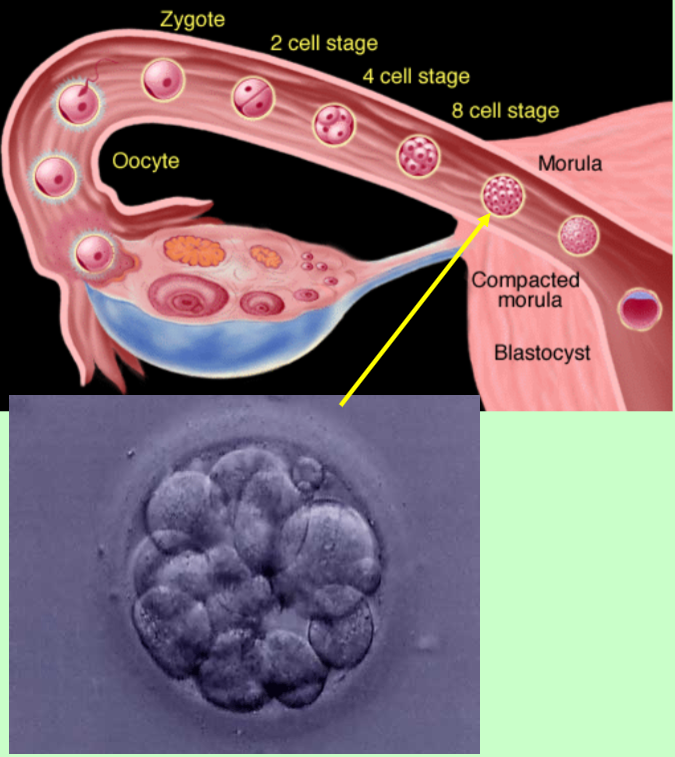 <p>Development in the…</p>