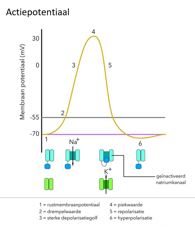 <p>Membraanpotentiaal overschrijdt <strong>drempelwaarde </strong>→ opening van <strong>spanningsgevoelige Na+ kanalen</strong> → generatie van <strong>actiepotentiaal </strong>die propageert langs axon</p><ul><li><p>alles-of-niets respons (0/1)</p></li><li><p>cruciale element: aanwezigheid spanningsgevoelige Na+ kanalen</p></li></ul><p></p>