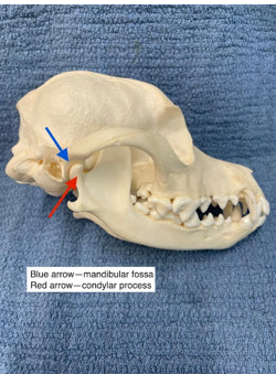 <p>formed by joining the condylar process of the mandible and the mandibular fossa of the temporal bone</p>