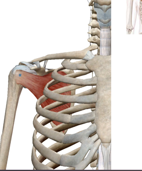 <p>Musculus Subscapularis</p>