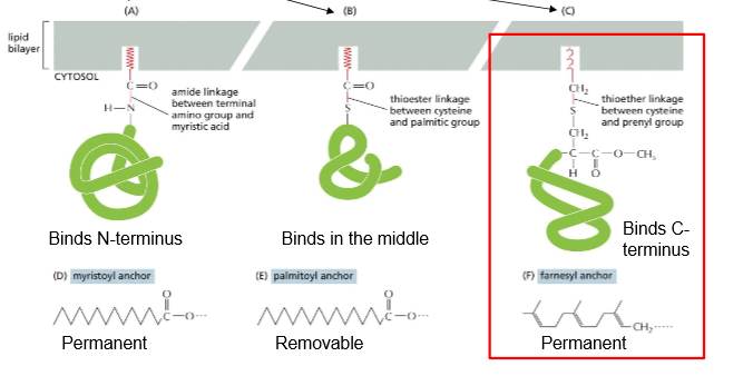 <p>Internal differentiation only, all external lipid anchors attach to proteins willy nilly:</p><ul><li><p>N-Terminus binding:</p><ul><li><p><strong>Permanent</strong></p></li><li><p>Added when Protein is synthesized</p></li></ul></li><li><p>“Middle” Binding:</p><ul><li><p>Only caused by cysteine’s thioester linkage with a palmitic group</p></li><li><p><strong>Removable</strong></p></li><li><p>Will diffuse into cytoplasm until needed to attach again</p></li></ul></li><li><p>C-Terminus binding:</p><ul><li><p>Thioester linkage between cysteine and prenyl (long, hydrophobic) group</p></li></ul></li></ul><p></p>