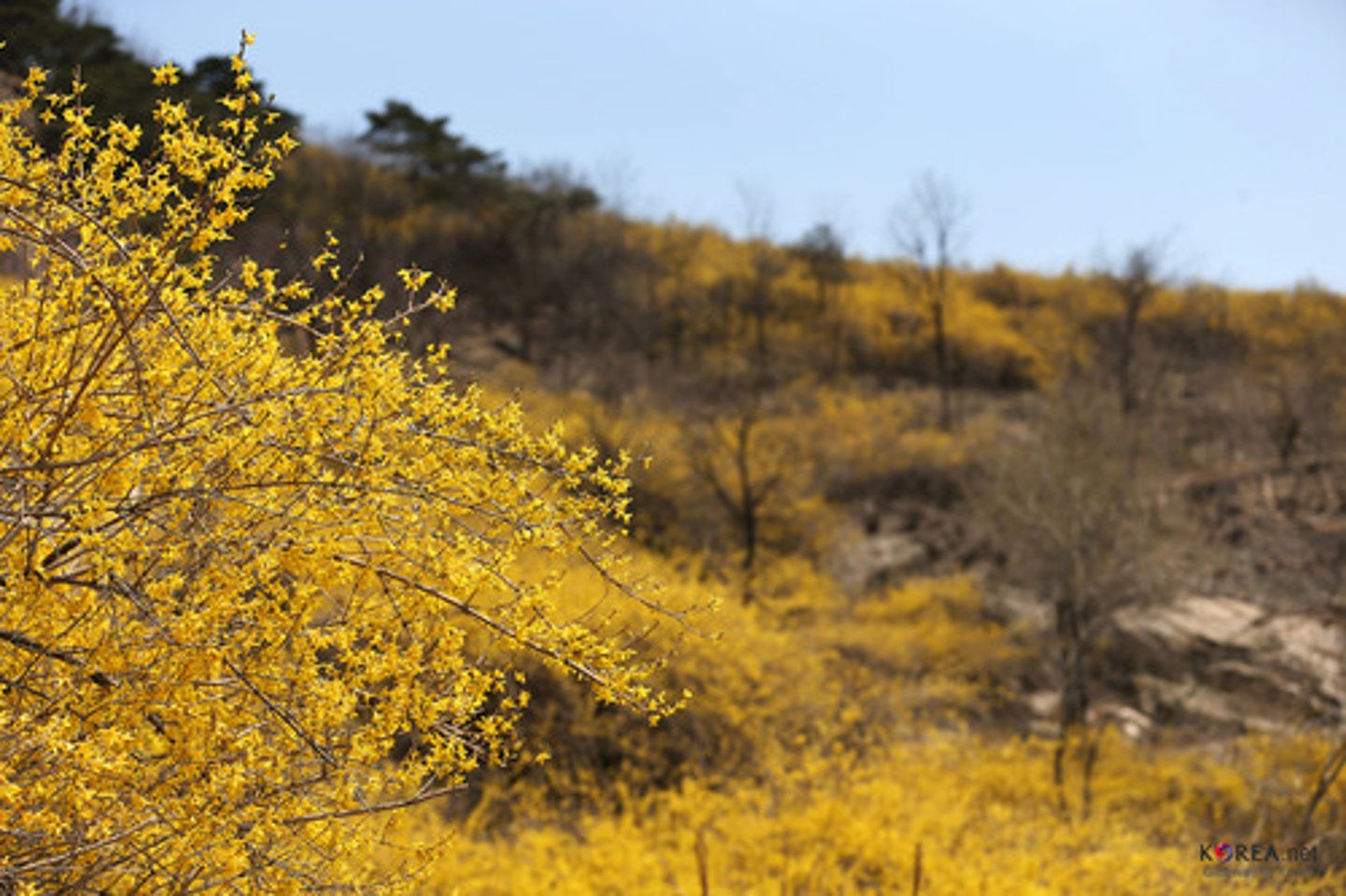 <p>spring</p>