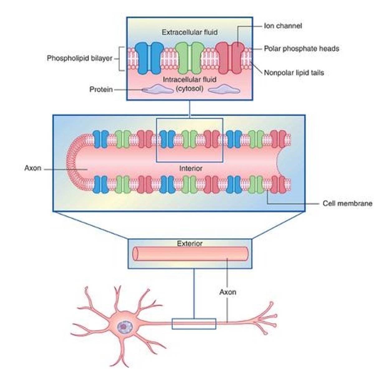 <p>Open in response to membrane potential change.</p>