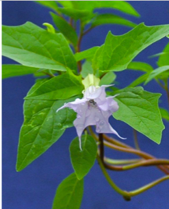 <p>Jimsonweed (<span>Solanaceae)</span></p>