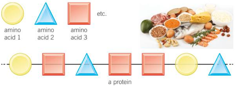 <p>Long chains of small units called amino acids joined together by special bonds.</p>