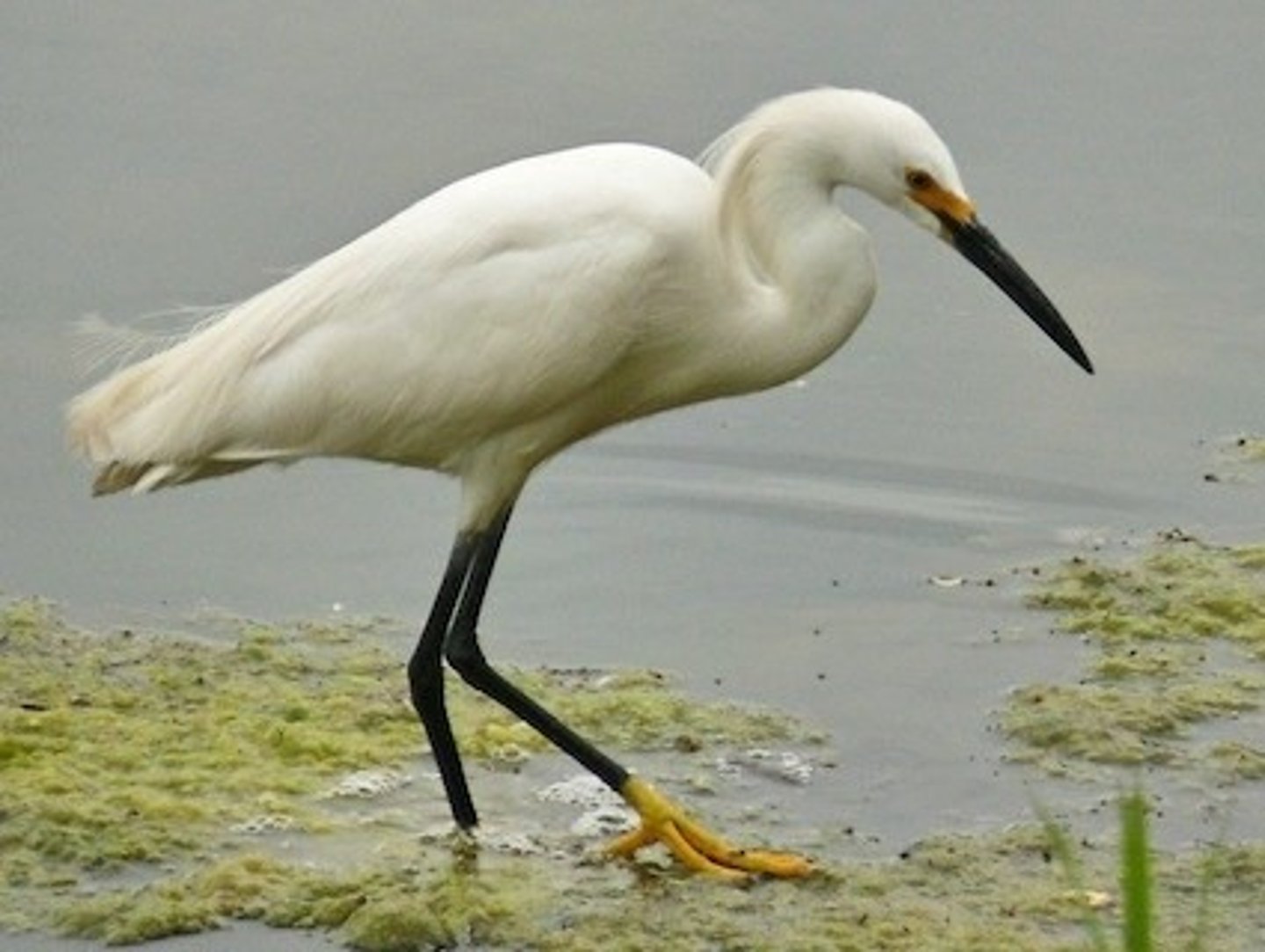 <p>Ciconiiformes</p>