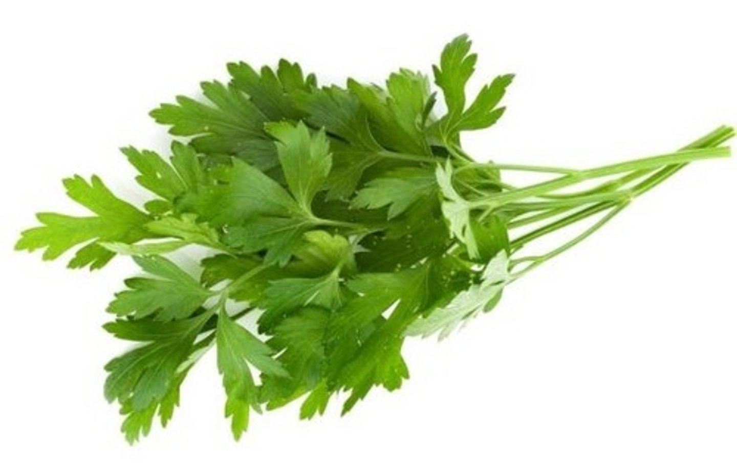 <p>parsley</p>